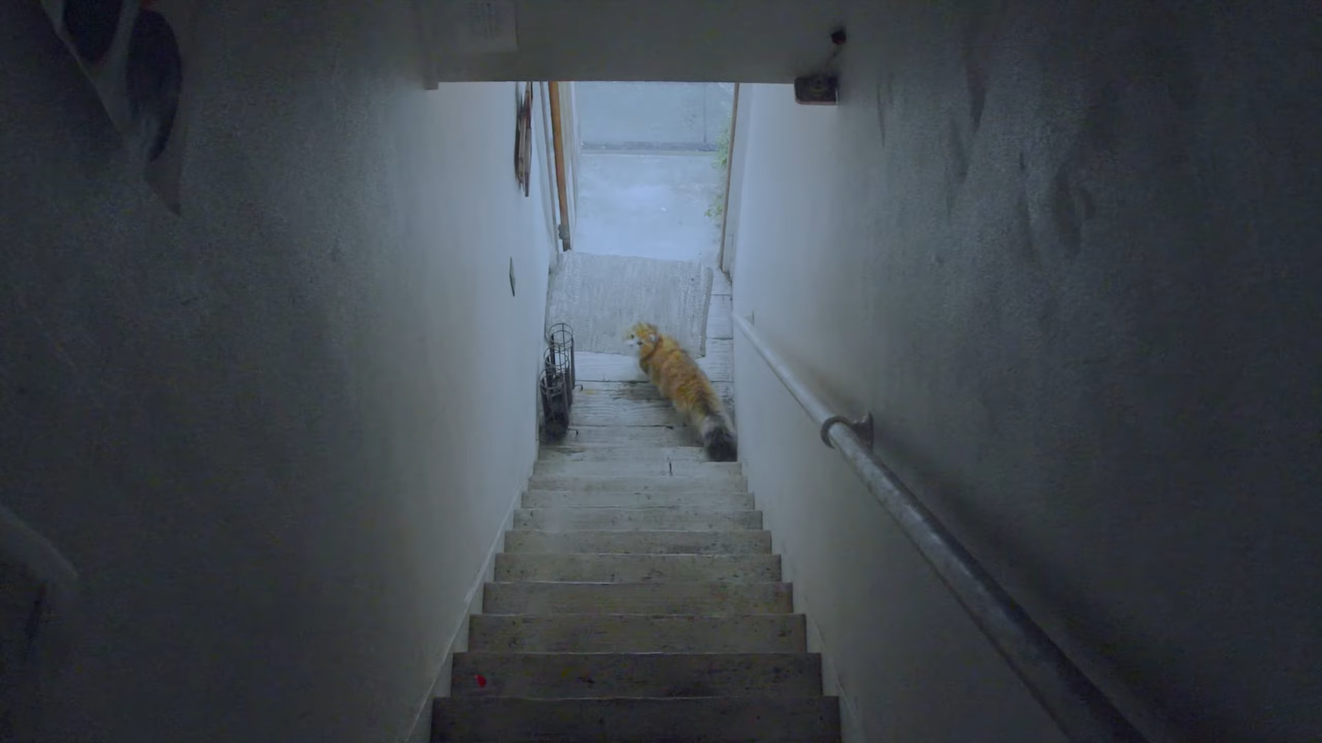 A cat standing at the bottom of a staircase.